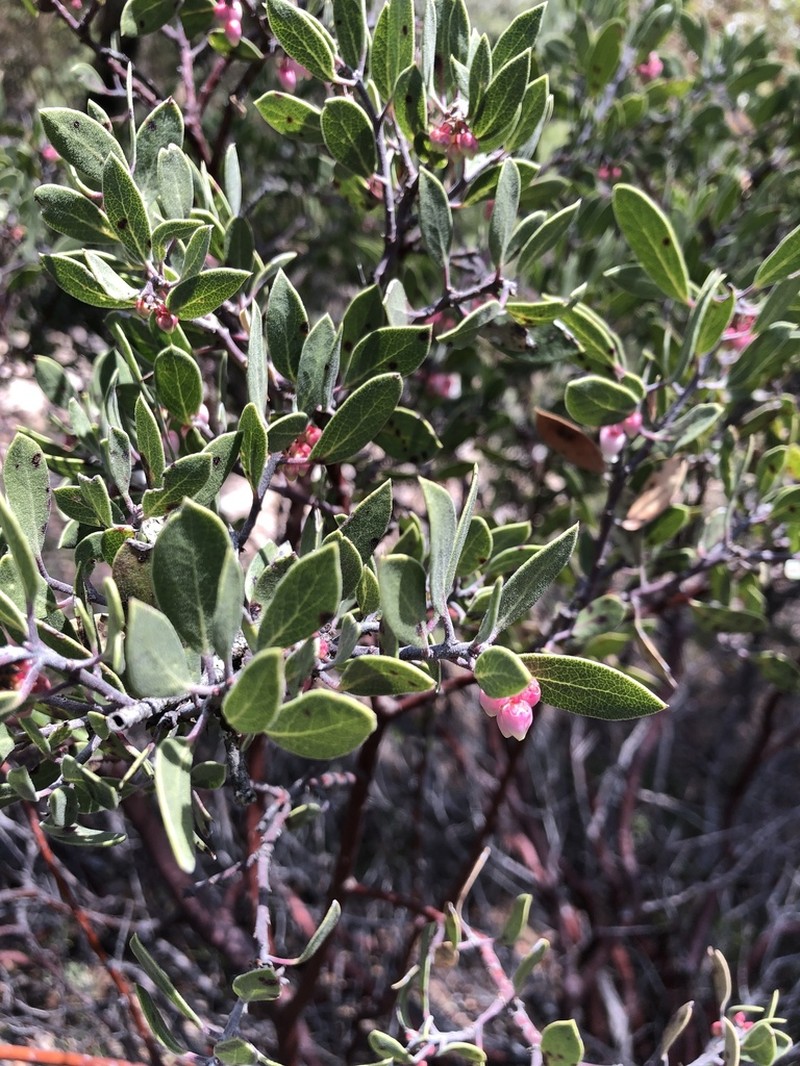 Manzanita photo 6