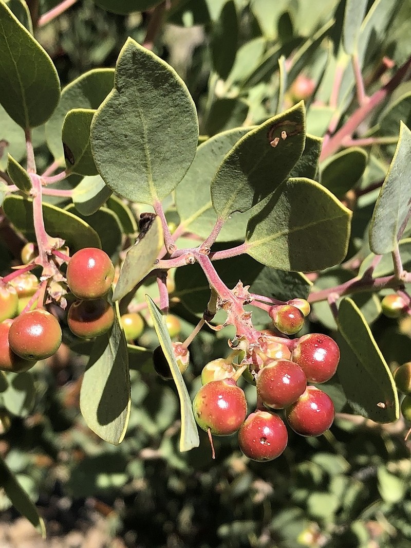 Manzanita photo 7
