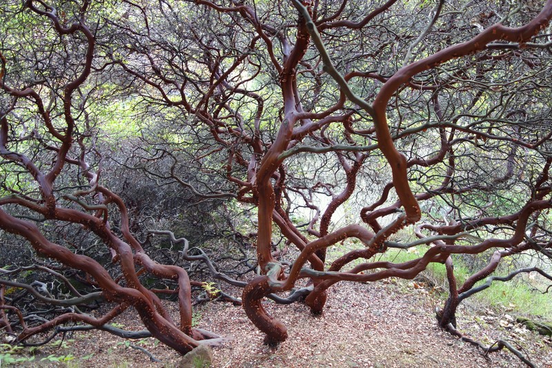 La Purissima Manzanita