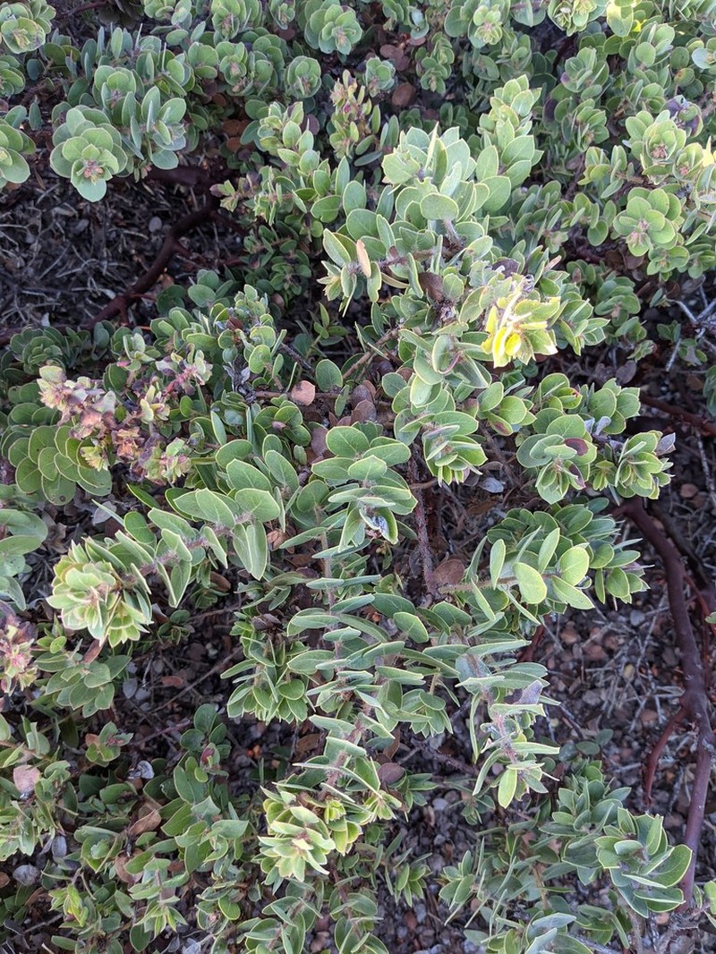 La Purissima Manzanita photo 4