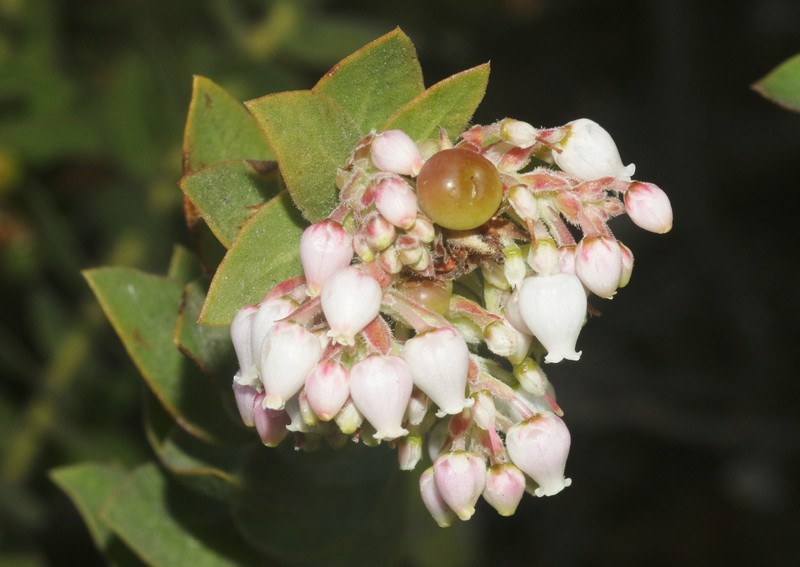 Arctostaphylos purissima subsp. globosa