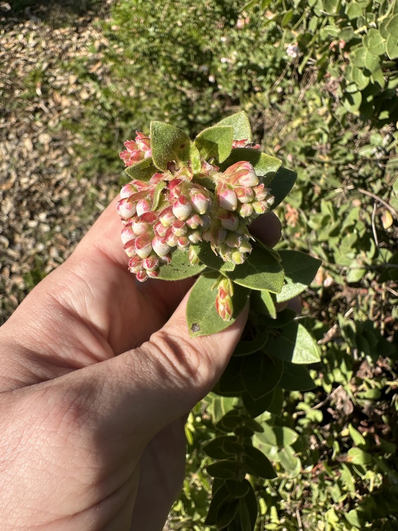Arctostaphylos purissima subsp. globosa photo 2
