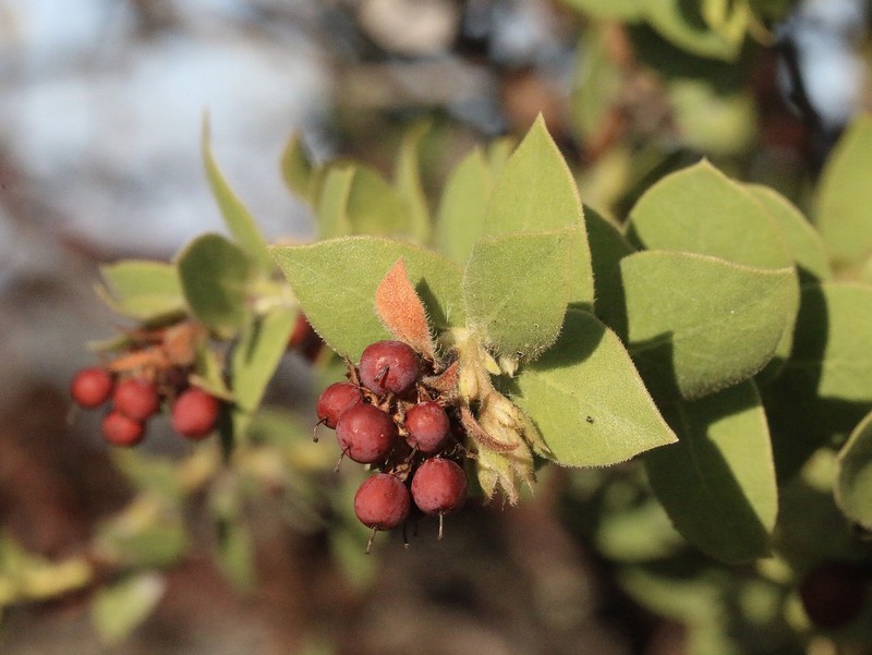 Arctostaphylos purissima subsp. globosa photo 3