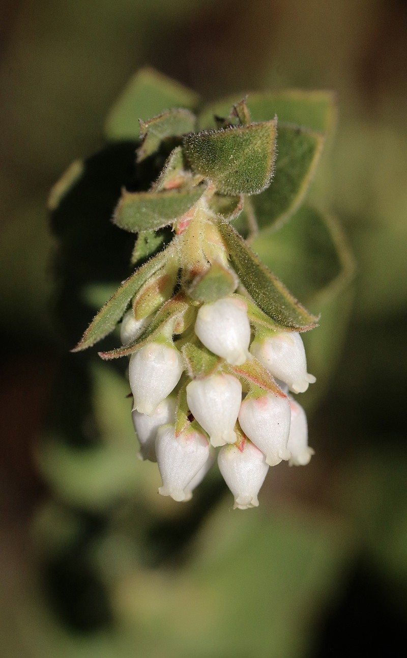Arctostaphylos purissima subsp. globosa photo 4