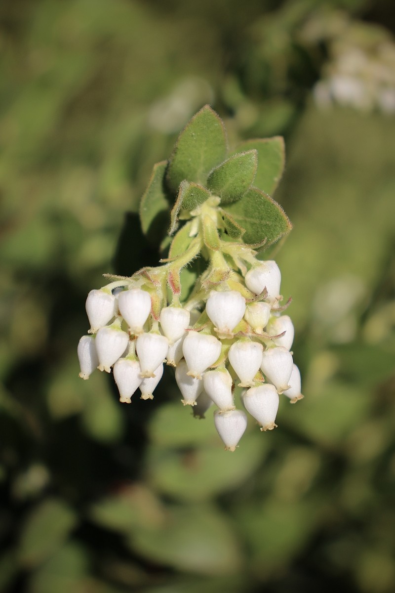 Arctostaphylos purissima subsp. globosa photo 5