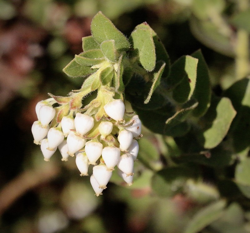 Arctostaphylos purissima subsp. globosa photo 6