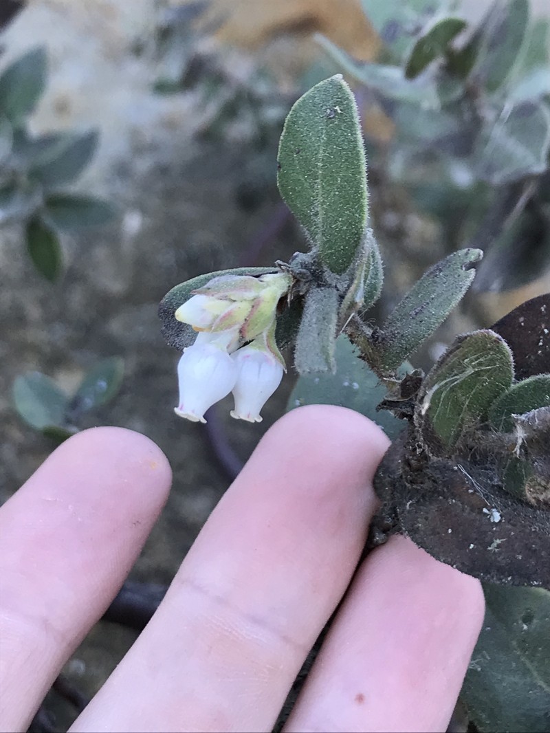 Arctostaphylos purissima subsp. globosa photo 7