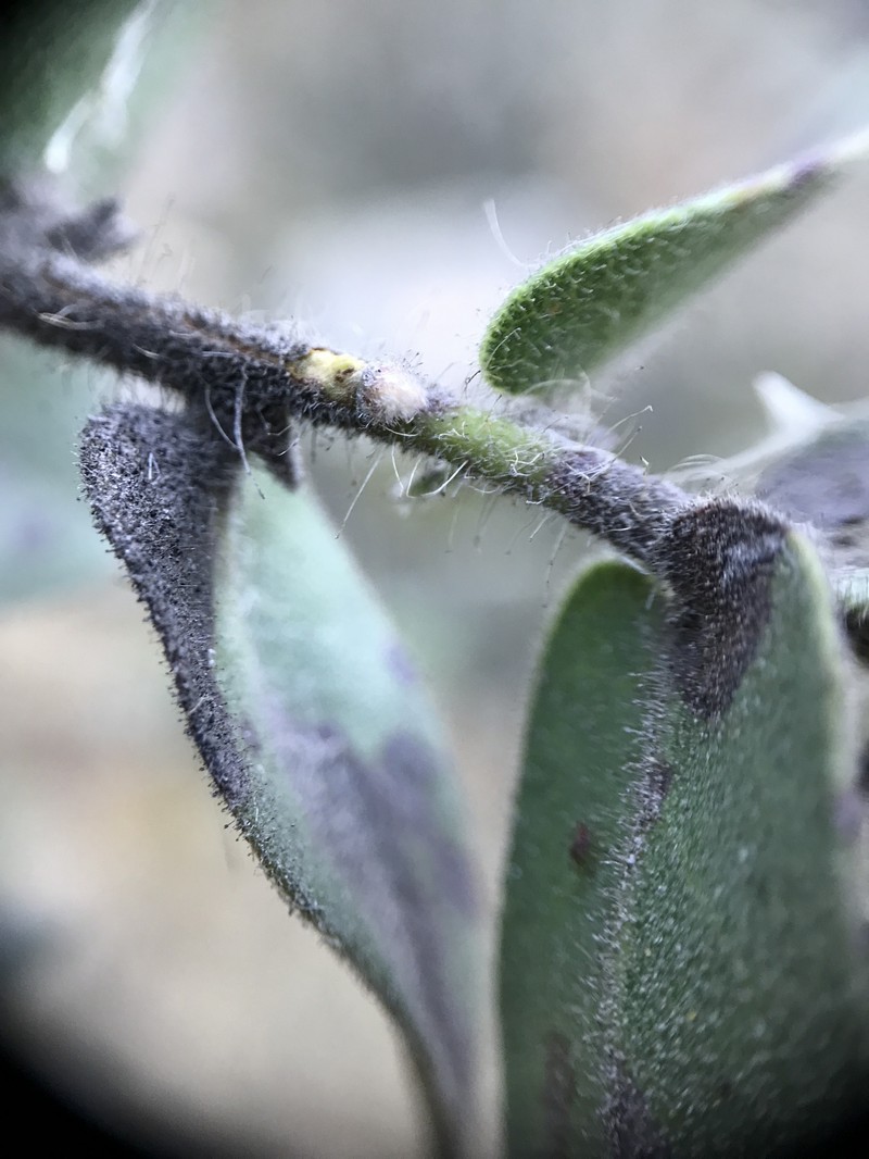 Arctostaphylos purissima subsp. globosa photo 8