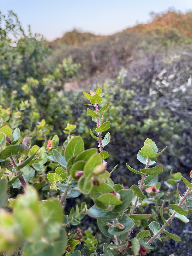 Arctostaphylos purissima subsp. purissima