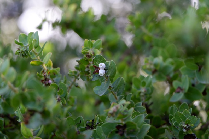 Arctostaphylos purissima subsp. purissima photo 2