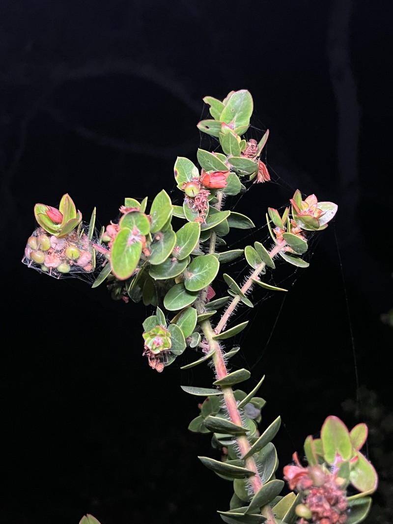 Arctostaphylos purissima subsp. purissima photo 3