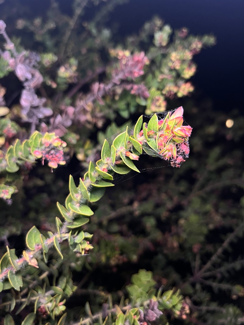 Arctostaphylos purissima subsp. purissima photo 4