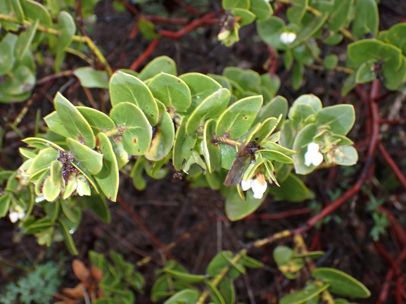 Arctostaphylos purissima subsp. purissima photo 5