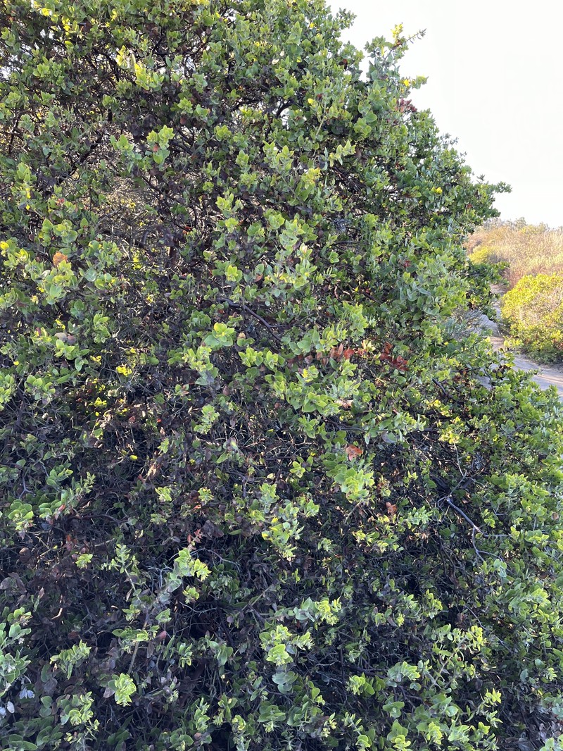 Arctostaphylos purissima subsp. purissima photo 6