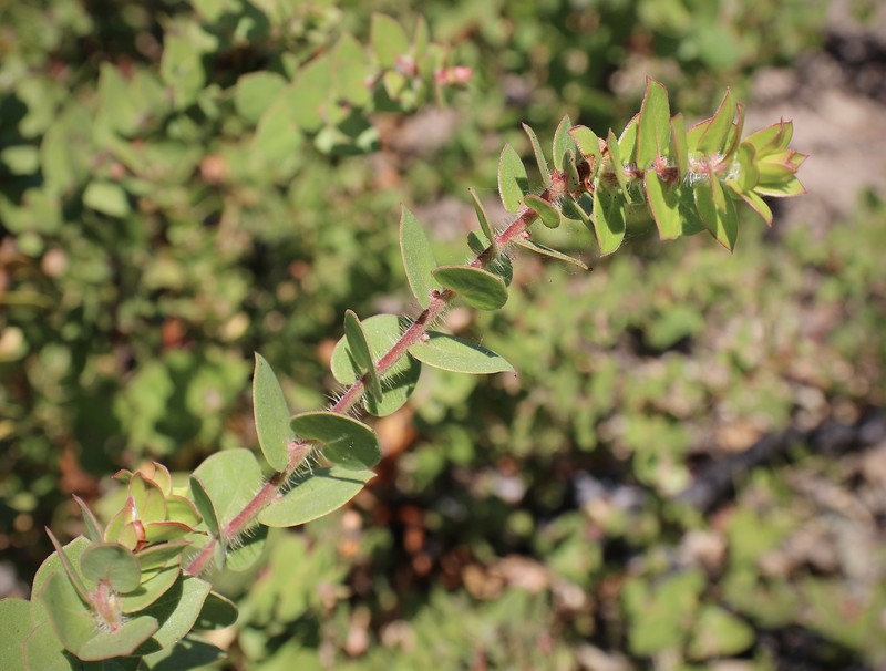 Arctostaphylos purissima subsp. purissima photo 7