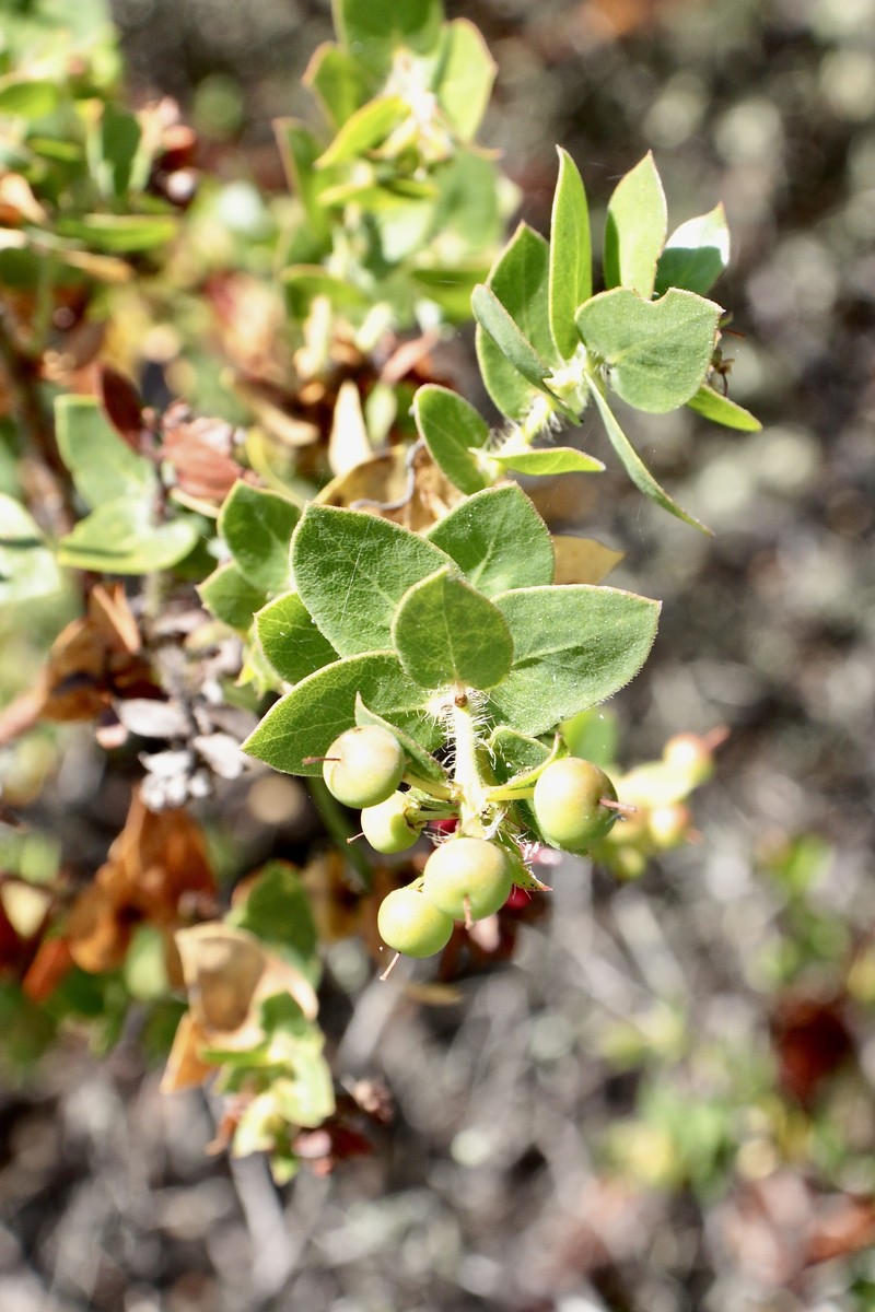 Arctostaphylos purissima subsp. purissima photo 8