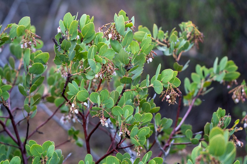 Rainbow Manzanita photo 3