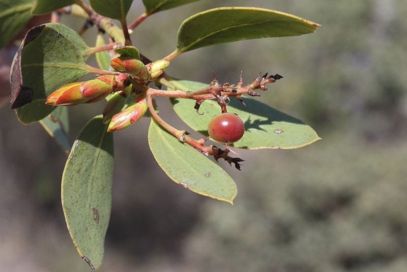 Rainbow Manzanita photo 4