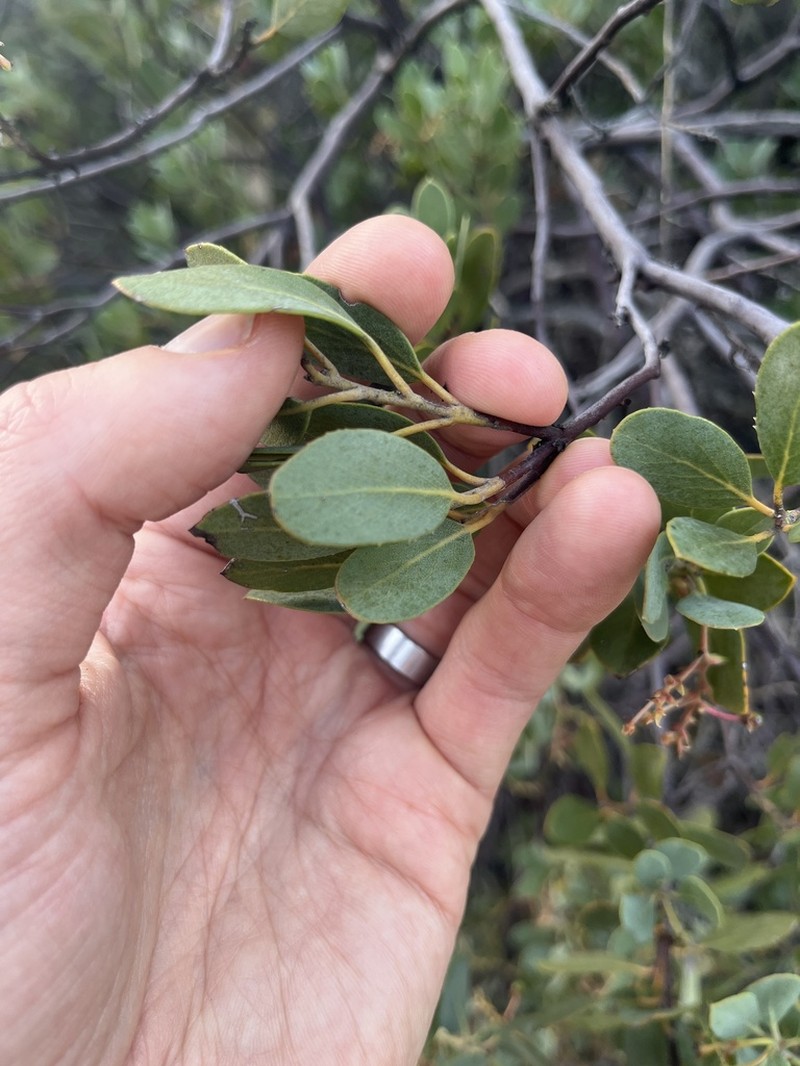 Rainbow Manzanita photo 5