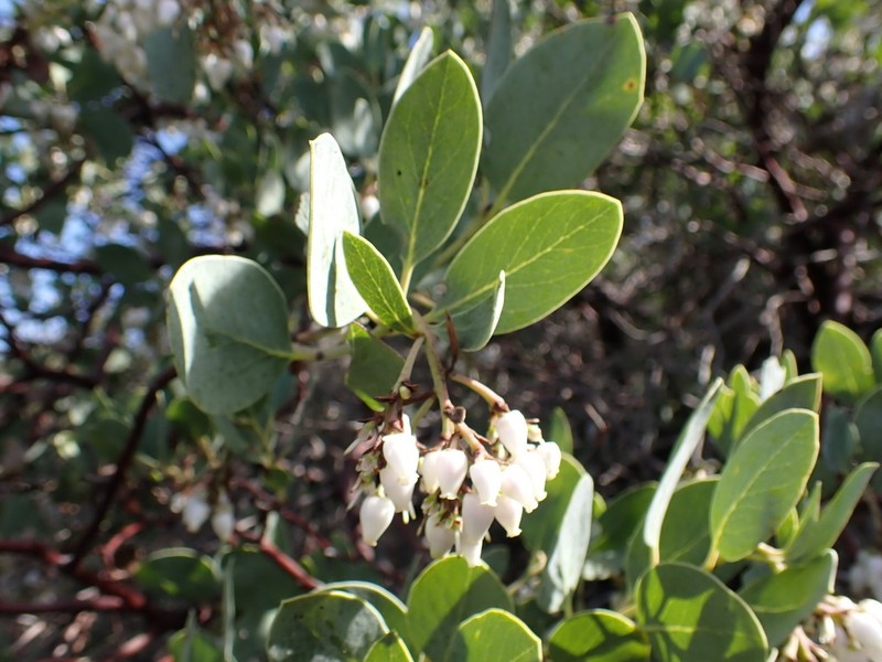 Rainbow Manzanita photo 6