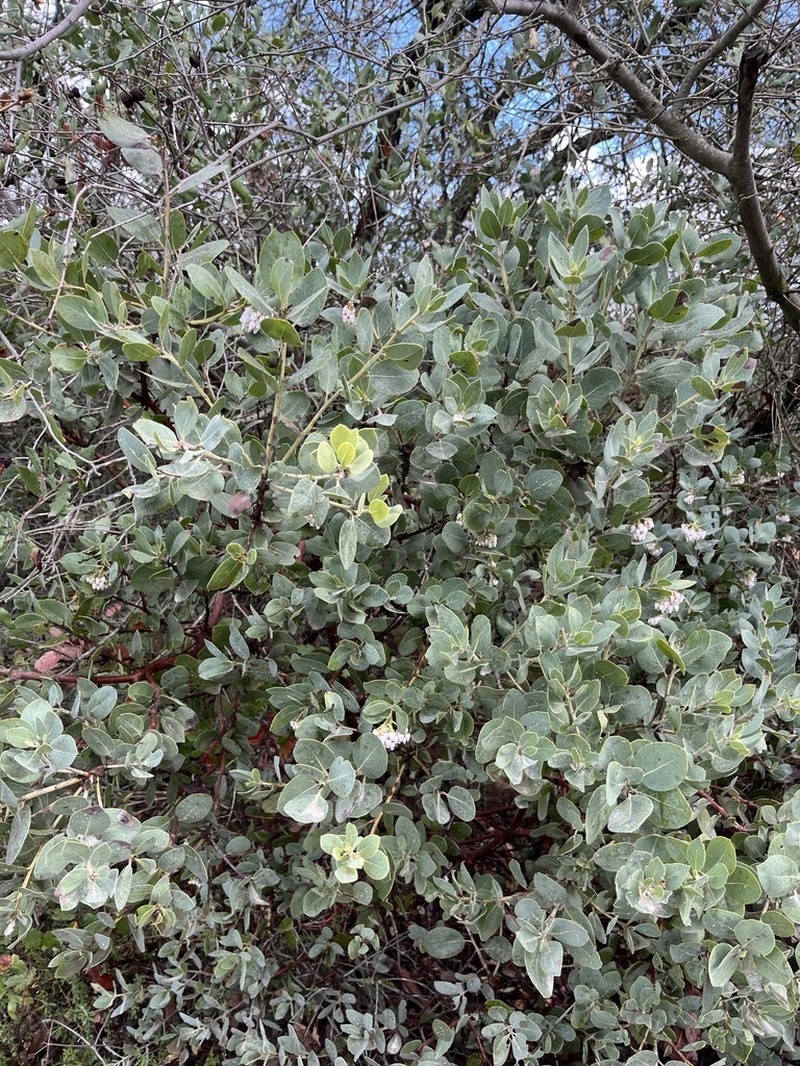 Rainbow Manzanita photo 7