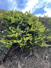 Refugio Manzanita