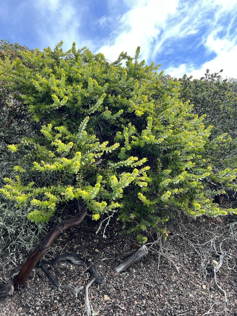 Refugio Manzanita