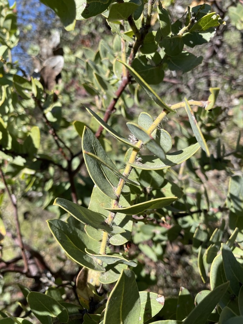 Refugio Manzanita photo 3