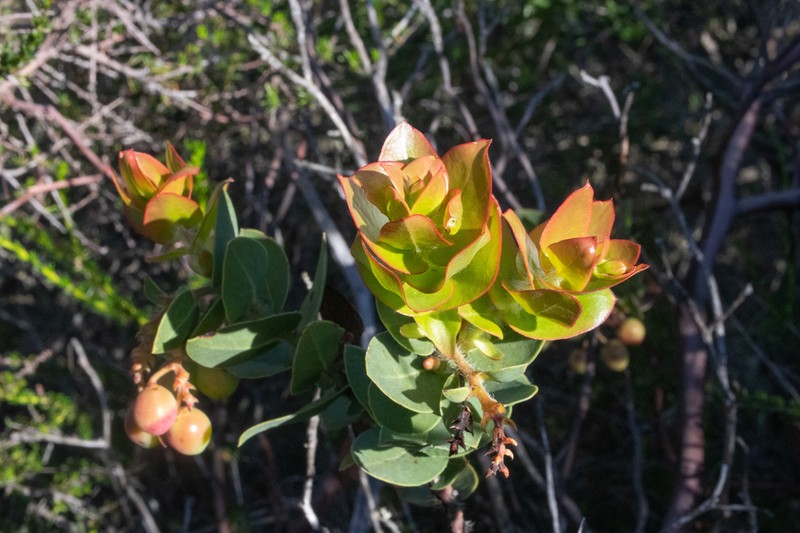 Refugio Manzanita photo 5