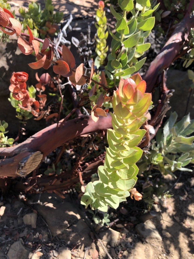 Refugio Manzanita photo 6