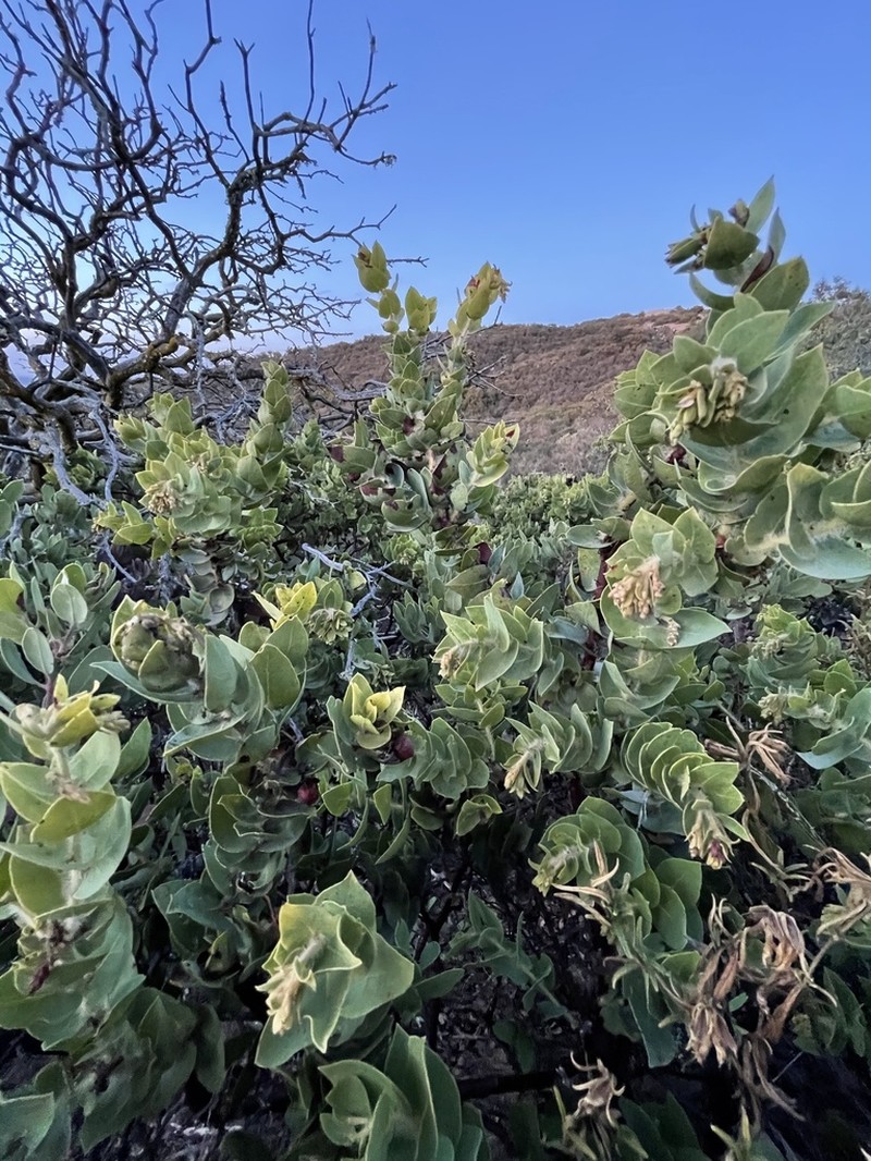 Refugio Manzanita photo 7