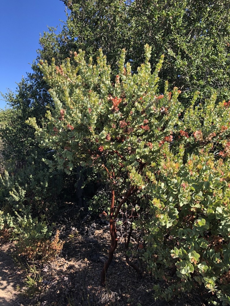 Refugio Manzanita photo 8