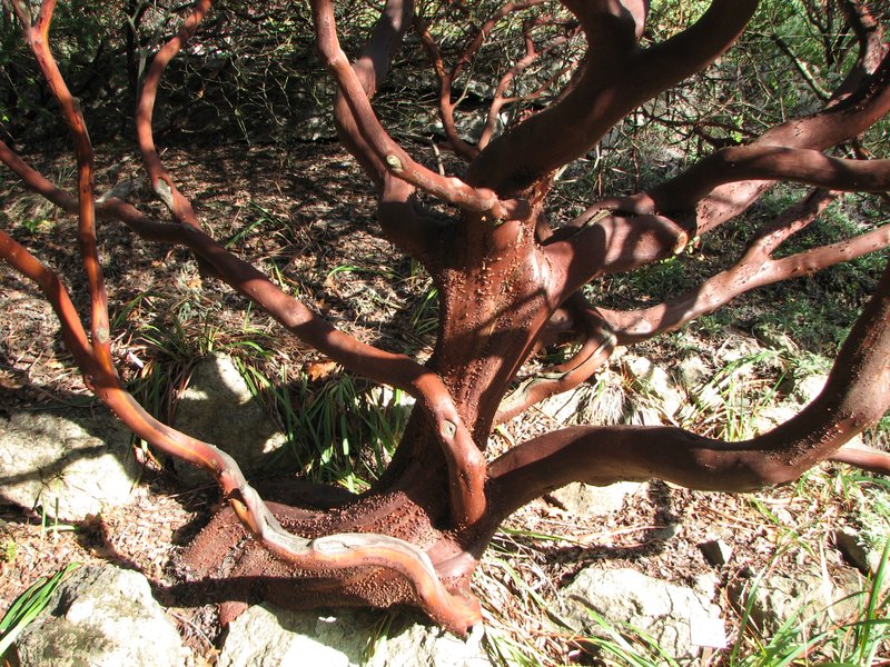 Kings Mountain Manzanita photo 2