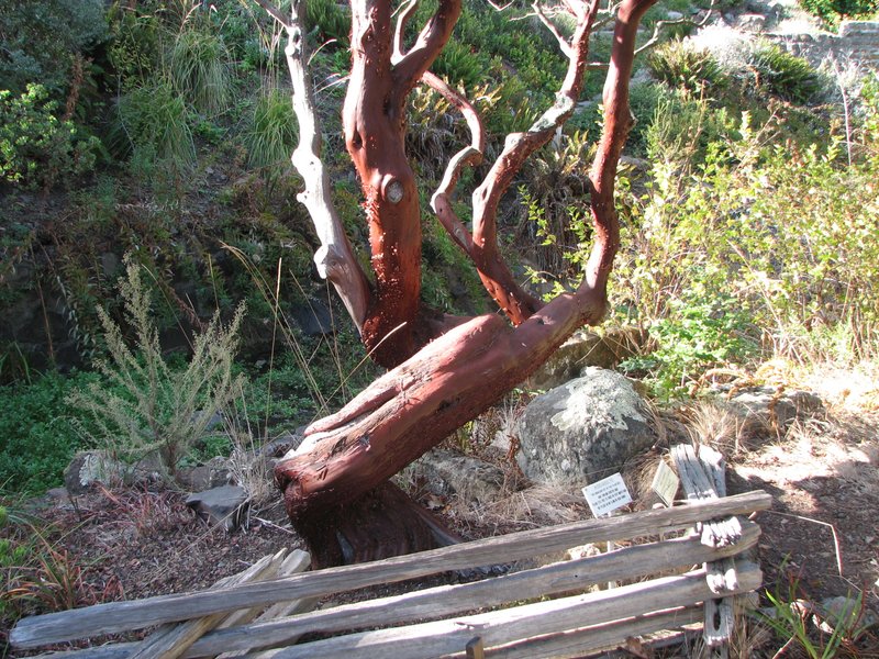 Kings Mountain Manzanita photo 3