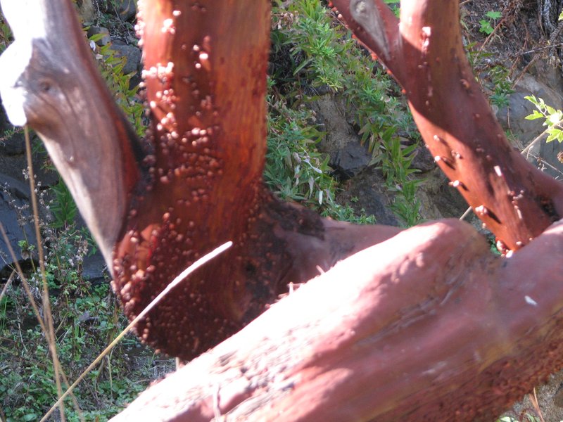 Kings Mountain Manzanita photo 4