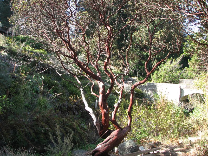 Kings Mountain Manzanita