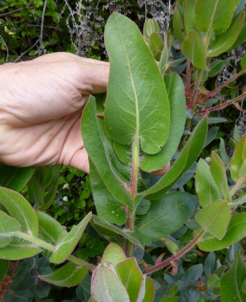 Kings Mountain Manzanita photo 5