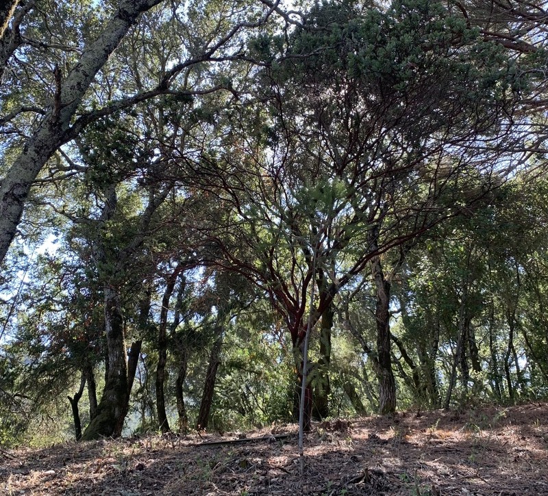 Kings Mountain Manzanita photo 6