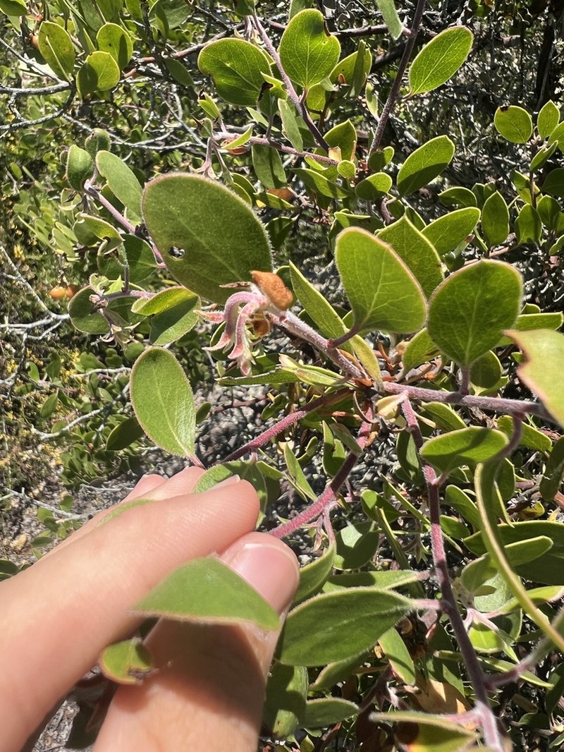 Shagbark Manzanita photo 2