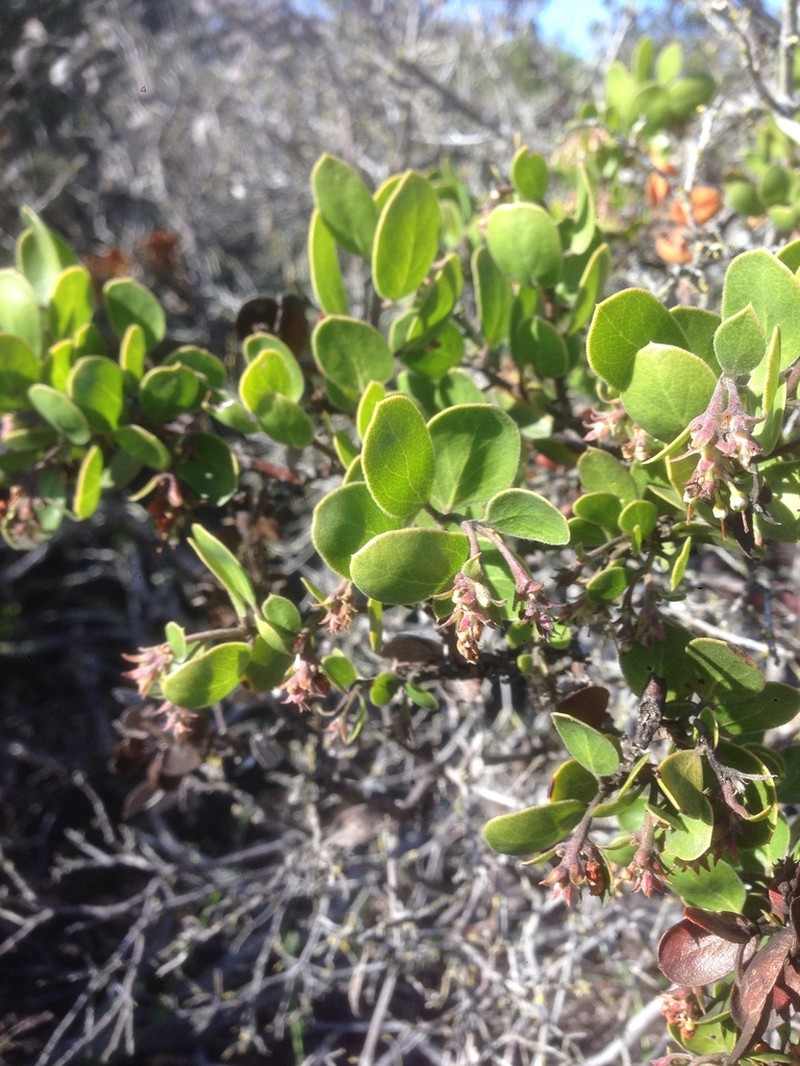 Shagbark Manzanita photo 4
