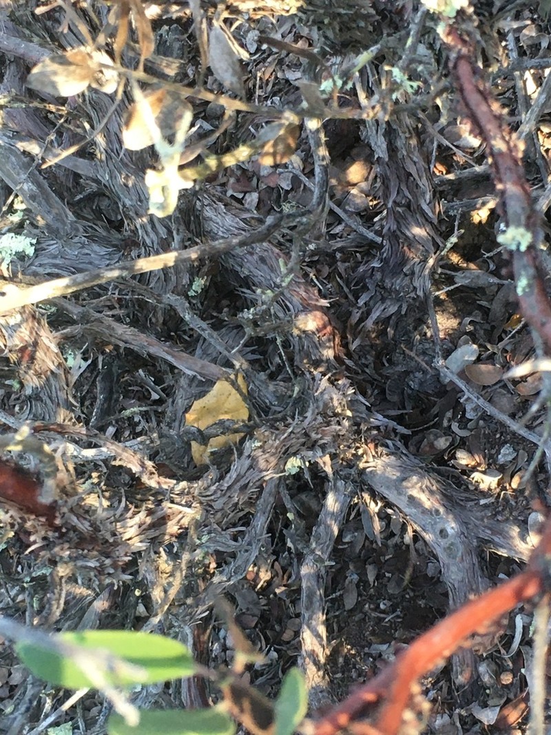 Shagbark Manzanita photo 5