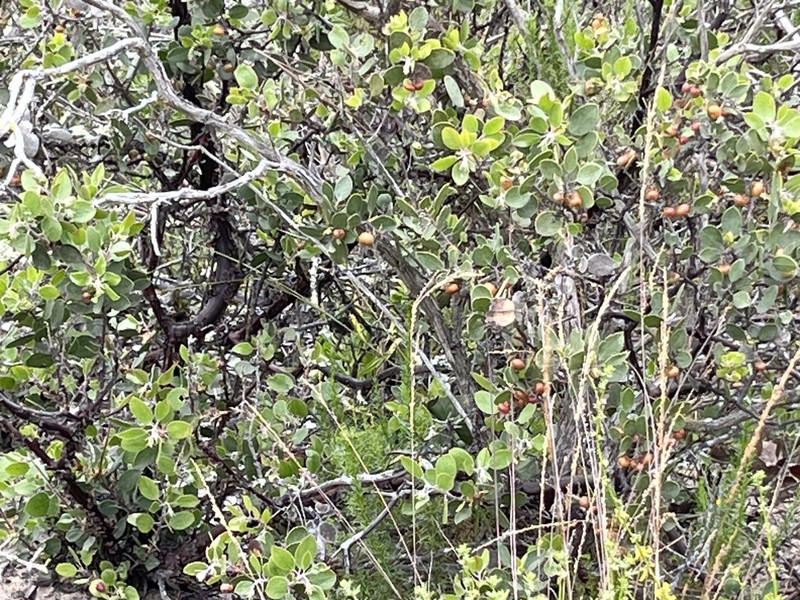 Shagbark Manzanita photo 6