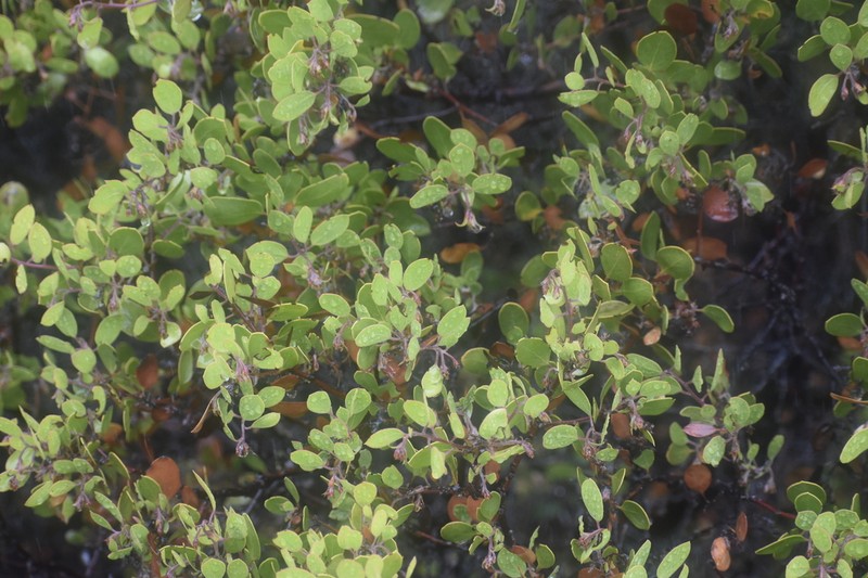 Shagbark Manzanita photo 7