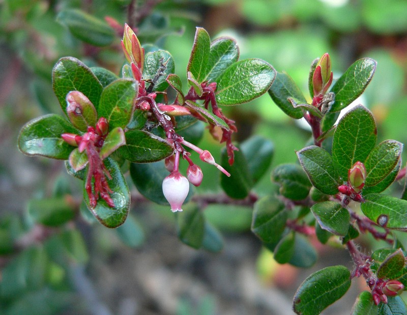 Arctostaphylos sensitiva