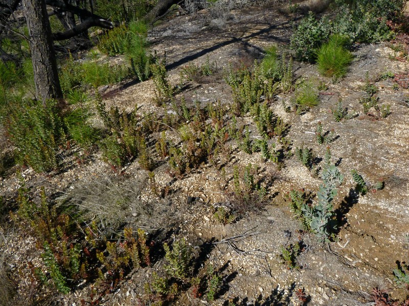 Arctostaphylos sensitiva photo 2