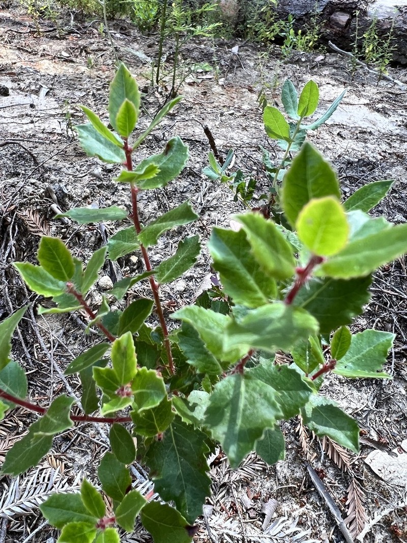 Arctostaphylos sensitiva photo 3
