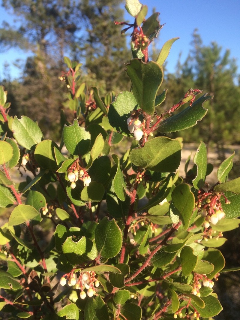 Arctostaphylos sensitiva photo 4