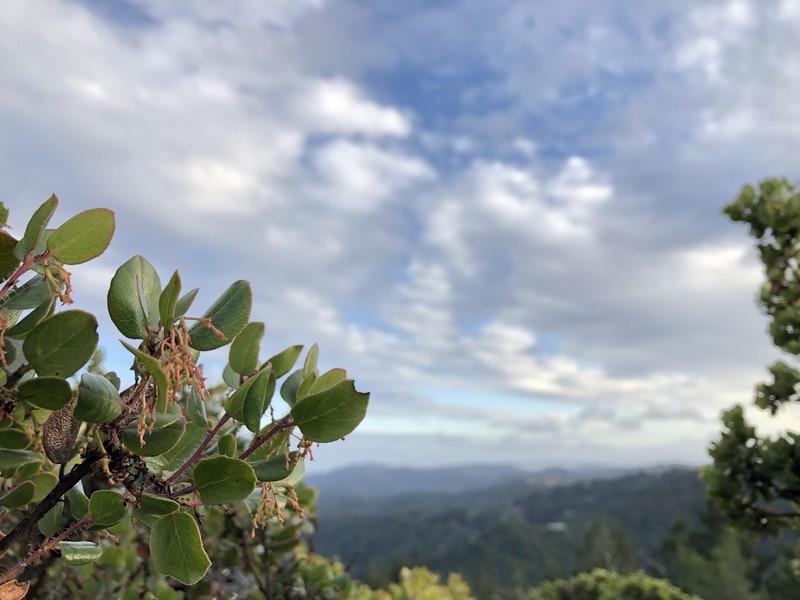 Arctostaphylos sensitiva photo 5