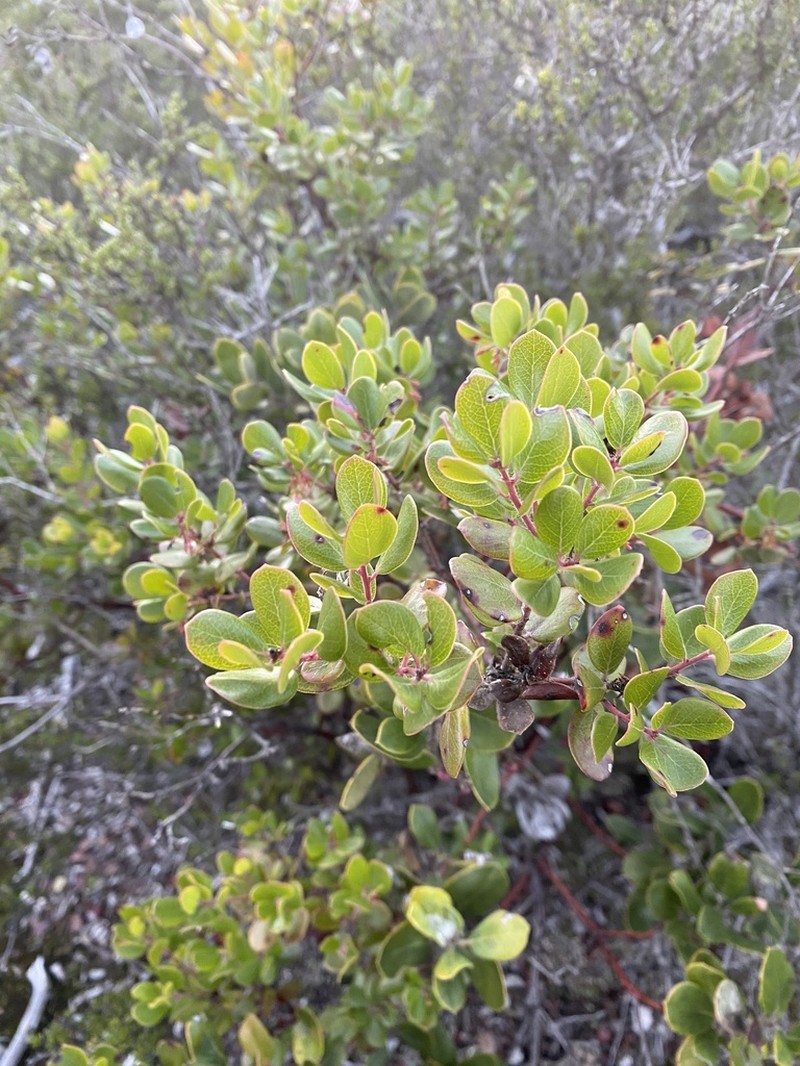 Arctostaphylos sensitiva photo 6