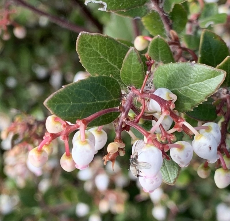 Arctostaphylos sensitiva photo 7